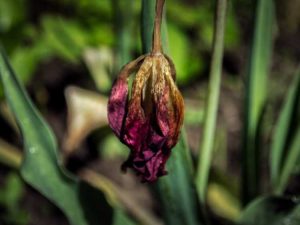 Lire la suite à propos de l’article Maladies des tulipes – Informations sur les maladies courantes des tulipes