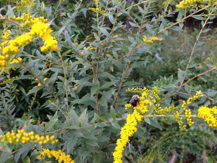 Lire la suite à propos de l’article Plantes de verge d'or ridées: un guide pour l'entretien de la verge d'or rugueuse