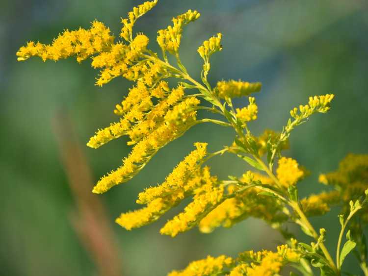 You are currently viewing Entretien de la verge d'or : informations et conseils sur la façon de cultiver des plantes de verge d'or