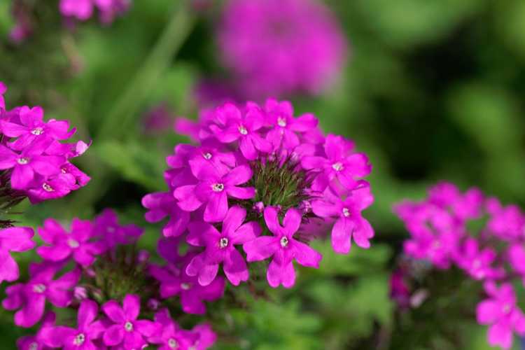 You are currently viewing Soins à la verveine rose : comment faire pousser une plante de verveine rose