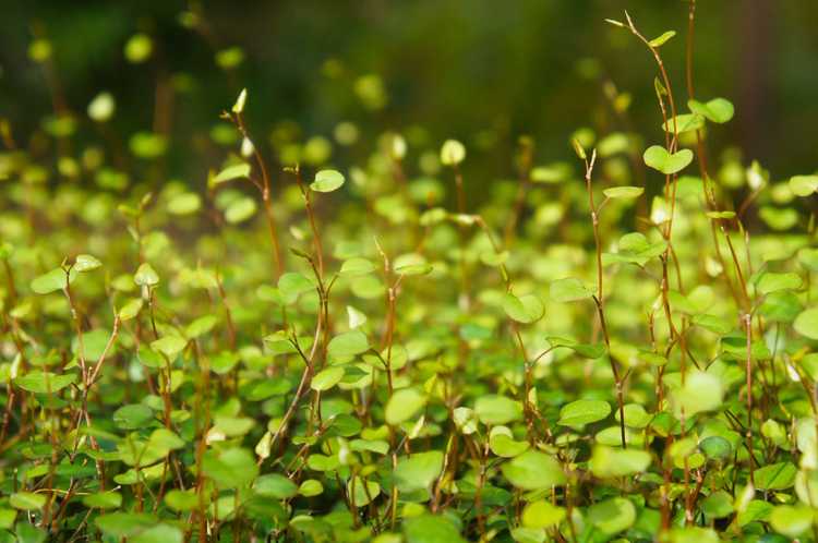 Lire la suite à propos de l’article Plantes de vigne d'ange cultivées en conteneurs – Prendre soin d'une vigne d'ange dans un pot