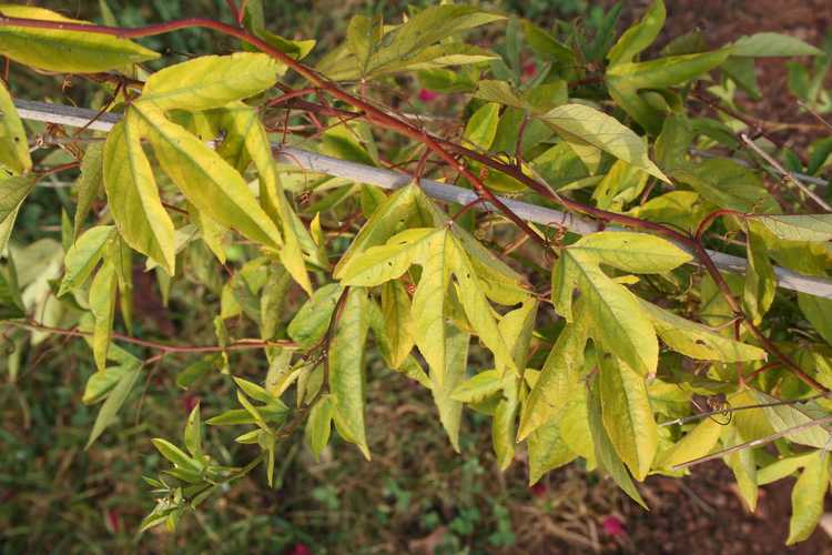 Lire la suite à propos de l’article Maladies de la vigne de la passion : comment traiter les maladies courantes de la vigne de la passion