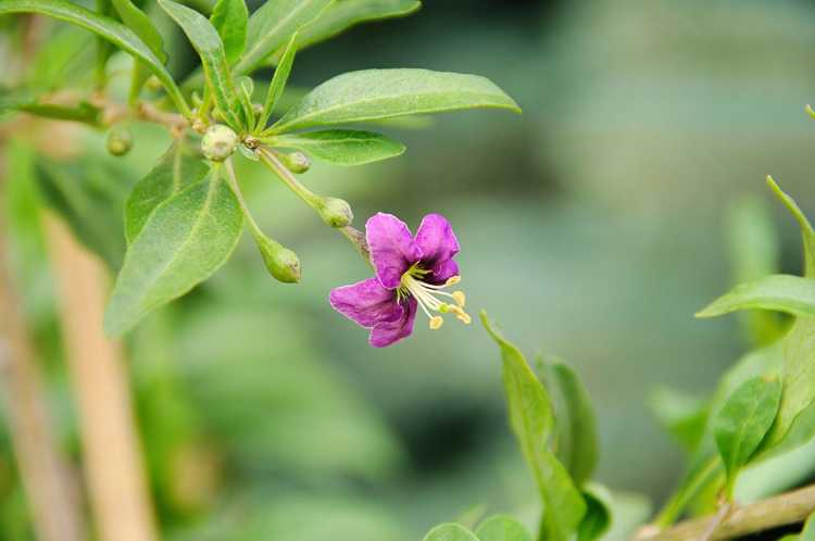 You are currently viewing Cultiver des vignes matrimoniales : informations sur les plantes de vigne matrimoniale