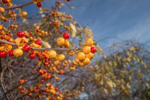 Lire la suite à propos de l’article Vigne douce-amère américaine: conseils pour cultiver des plantes douces-amères