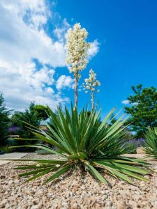 Lire la suite à propos de l’article Floraison des plantes de yucca : comment prendre soin du yucca après la floraison