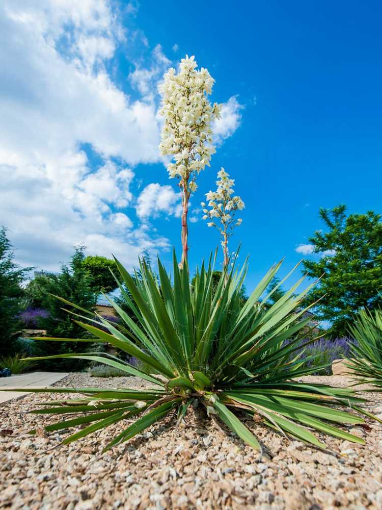 You are currently viewing Floraison des plantes de yucca : comment prendre soin du yucca après la floraison