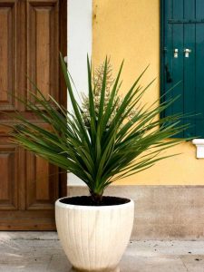 Lire la suite à propos de l’article Entretien des plantes d'intérieur du yucca : conseils pour cultiver du yucca dans des conteneurs