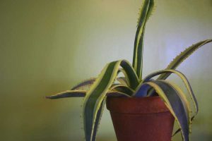 Lire la suite à propos de l’article Yucca Leaf Curl: Conseils pour prendre soin des plantes de yucca frisées