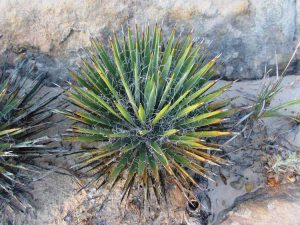 Lire la suite à propos de l’article Informations sur le Yucca nain : Conseils pour l'entretien des plantes Yucca Nana