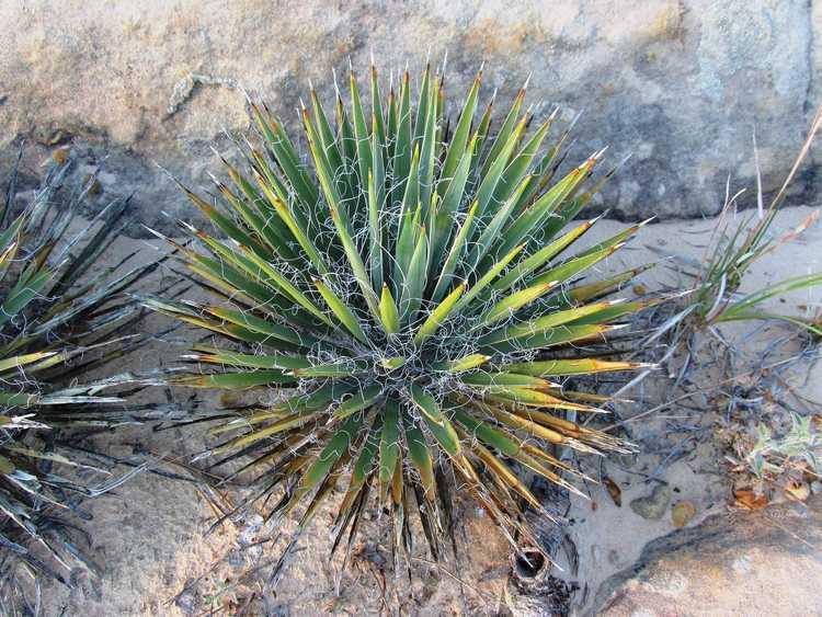 You are currently viewing Informations sur le Yucca nain : Conseils pour l'entretien des plantes Yucca Nana