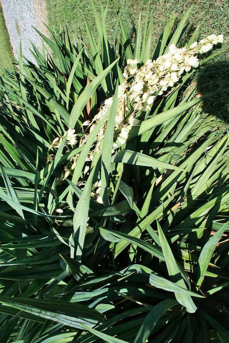 You are currently viewing Yucca penché : pourquoi le Yucca tombe et comment y remédier