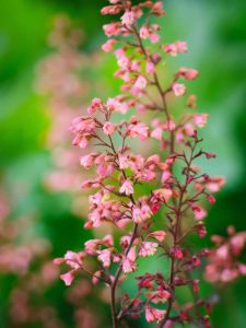 Lire la suite à propos de l’article Informations sur le yucca rouge – Cultiver une plante de yucca rouge colibri