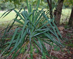 Lire la suite à propos de l’article Pourquoi ma plante de yucca tombe-t-elle : Dépannage des plantes de yucca tombantes