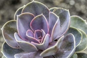 Lire la suite à propos de l’article Painted Lady Echeveria: Conseils pour cultiver une plante Painted Lady