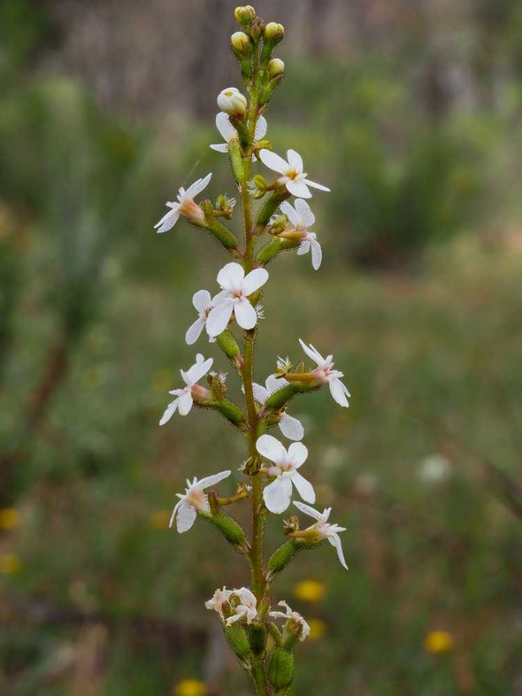 You are currently viewing Informations sur les plantes déclencheurs : Comment les plantes déclencheurs australiennes sont pollinisées