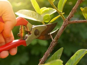 Lire la suite à propos de l’article Calendrier général de taille : quand faut-il tailler les plantes