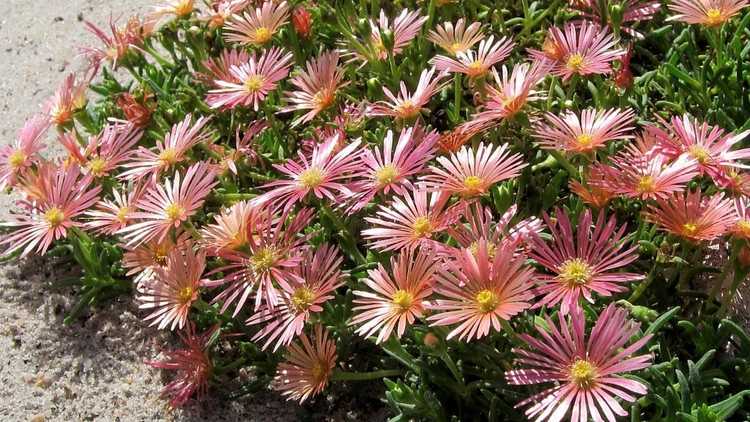 You are currently viewing Informations sur Delosperma Kelaidis : En savoir plus sur les soins Delosperma 'Mesa Verde'