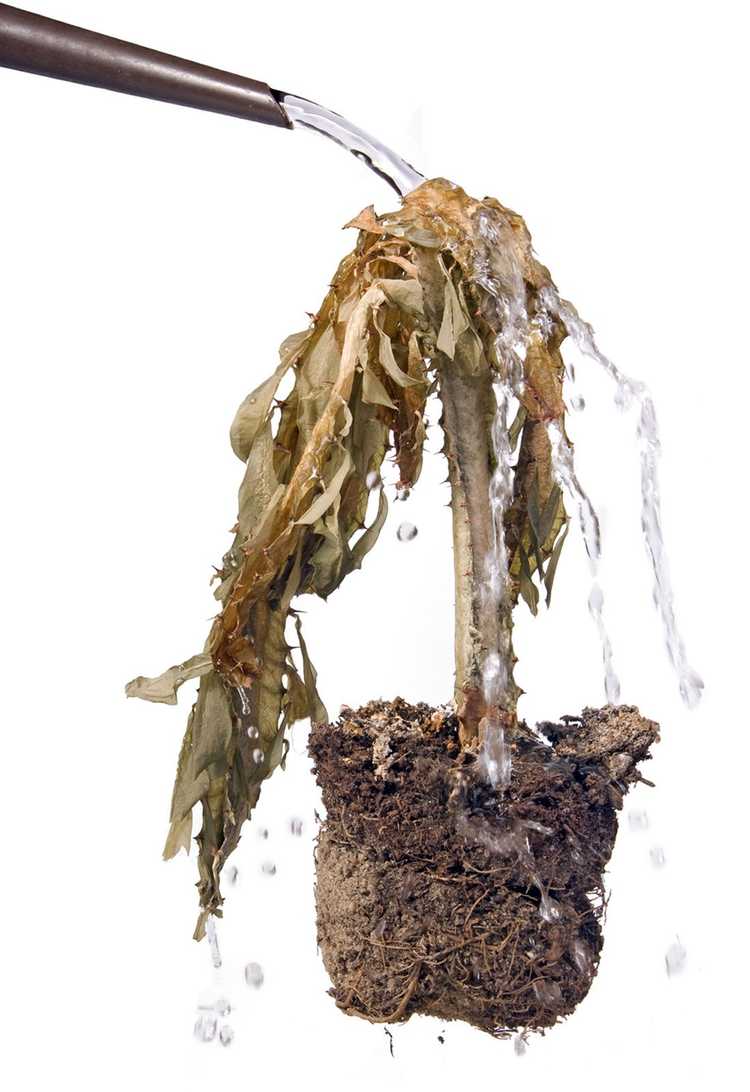 Lire la suite à propos de l’article Signes de sous-arrosage des plantes : comment savoir si les plantes ont trop peu d’eau