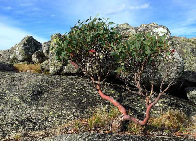 Lire la suite à propos de l’article Qu'est-ce que l'Eucalyptus Pauciflora – Comment faire pousser un eucalyptus à gomme des neiges