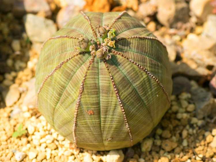 You are currently viewing Informations sur les plantes de baseball : Comment faire pousser des euphorbes de baseball