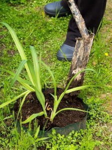 Lire la suite à propos de l’article Comment transplanter des hémérocalles : découvrez comment déplacer les hémérocalles dans le jardin