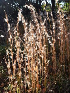 Lire la suite à propos de l’article Usine de Broomsedge: Comment se débarrasser du Broomsedge