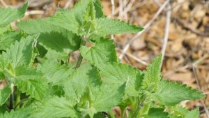 Lire la suite à propos de l’article Traiter les maladies de l'herbe à chat – Comment gérer les problèmes liés à l'herbe à chat