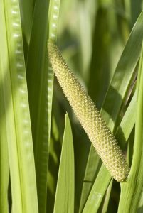 Lire la suite à propos de l’article Soins du drapeau doux : conseils pour cultiver de l'herbe du drapeau doux