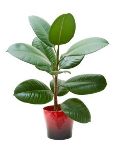 Lire la suite à propos de l’article Informations sur les causes de la chute des feuilles des plantes d'hévéa
