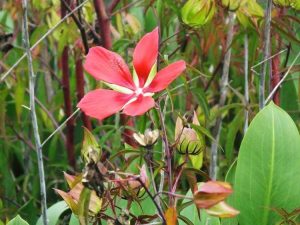 Lire la suite à propos de l’article Texas Star Hibiscus Info: Conseils pour cultiver un Texas Star Hibiscus