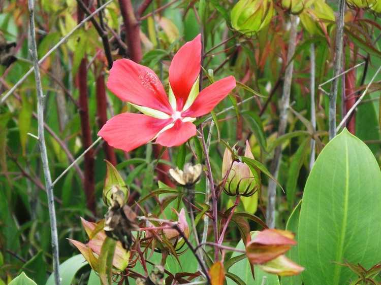 You are currently viewing Texas Star Hibiscus Info: Conseils pour cultiver un Texas Star Hibiscus