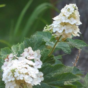 Lire la suite à propos de l’article Informations sur l'hortensia Oakleaf : Comment prendre soin d'un hortensia Oakleaf