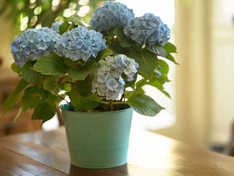 Plante d'hortensia bleue en pot d'intérieur
