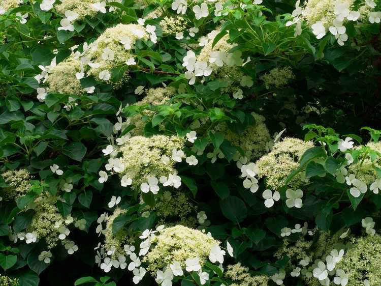 You are currently viewing Taille des hortensias grimpants – Comment tailler les vignes d'hortensias grimpants