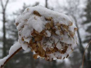 Lire la suite à propos de l’article Hivernage des plantes d'hortensias: conseils pour prévenir la destruction hivernale des hortensias