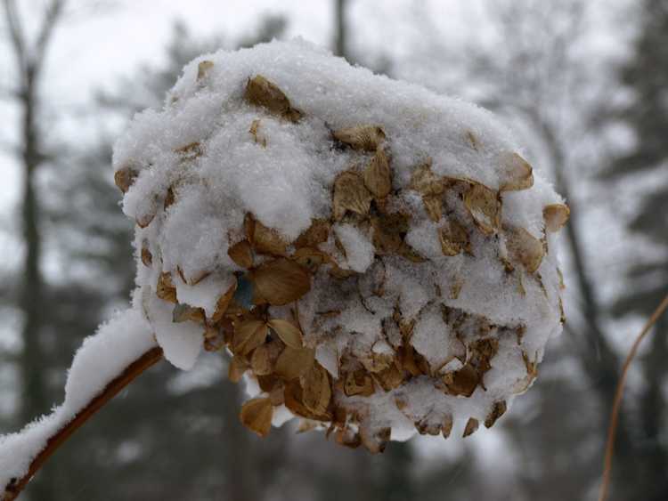 You are currently viewing Hivernage des plantes d'hortensias: conseils pour prévenir la destruction hivernale des hortensias