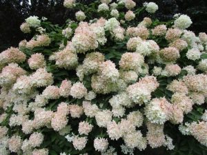 Lire la suite à propos de l’article Hortensias PeeGee – Entretien des plantes d'hortensias PeeGee