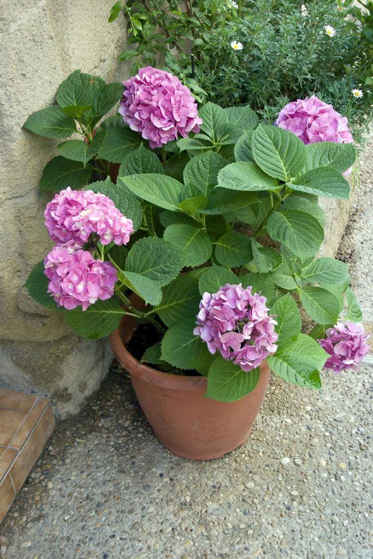 You are currently viewing Entretien des contenants d'hortensias – Comment prendre soin des hortensias en pots