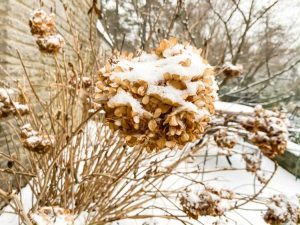 Lire la suite à propos de l’article Entretien hivernal des hortensias : comment protéger les hortensias du froid hivernal et du vent