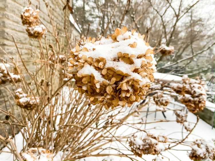 You are currently viewing Entretien hivernal des hortensias : comment protéger les hortensias du froid hivernal et du vent