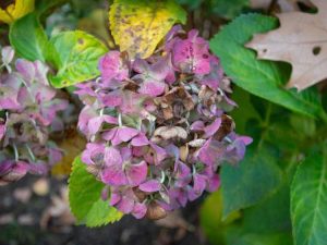 Lire la suite à propos de l’article Pourquoi les hortensias tombent : comment réparer les plantes d'hortensias tombantes