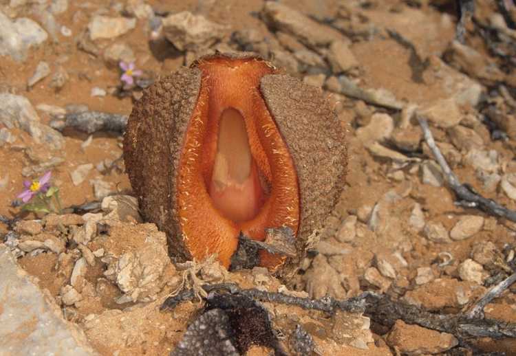 You are currently viewing Informations sur la plante Hydnora Africana – Qu'est-ce que Hydnora Africana