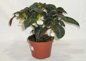 Lire la suite à propos de l’article Soins Velvetea Impatiens : Conseils pour cultiver Velvet Love Impatiens