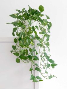 Lire la suite à propos de l’article Plantes d'intérieur à croissance rapide : plantes d'intérieur qui poussent rapidement