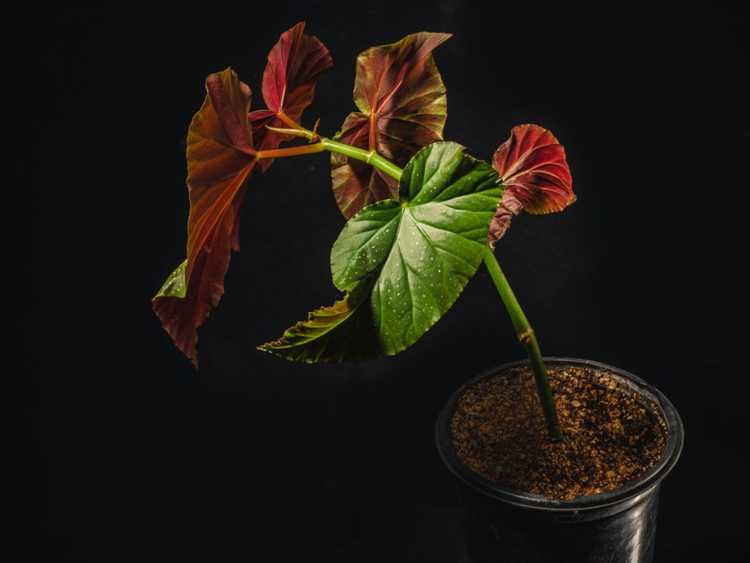 Lire la suite à propos de l’article Angel Wing Begonia Care: Comment faire pousser une plante d'intérieur Angel Wing Begonia