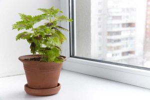 Lire la suite à propos de l’article Entretien du Coleus en intérieur : Comment faire pousser une plante d'intérieur Coleus