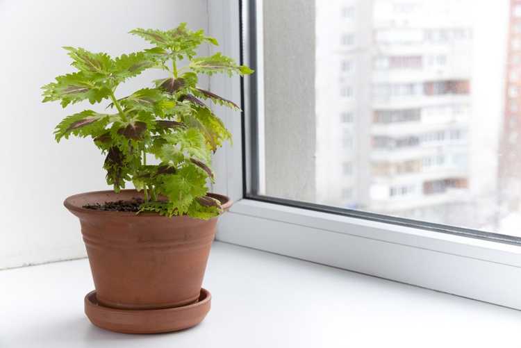 You are currently viewing Entretien du Coleus en intérieur : Comment faire pousser une plante d'intérieur Coleus