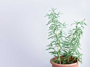 Lire la suite à propos de l’article Plantes comestibles d'intérieur – Conseils sur la culture de plantes d'intérieur comestibles
