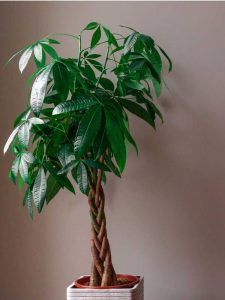 Lire la suite à propos de l’article Entretien des plantes d'arbre à argent : conseils pour faire pousser une plante d'intérieur d'arbre à argent