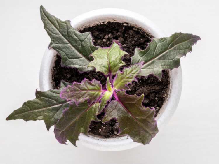 You are currently viewing Entretien des plantes Purple Passion: Conseils pour cultiver des plantes d'intérieur Purple Passion